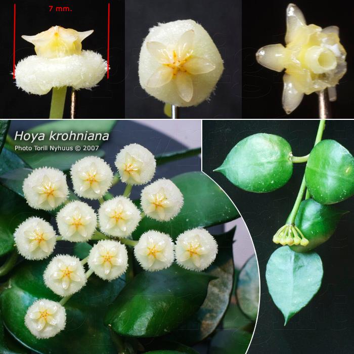 Hoya krohniana 