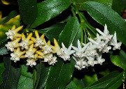 Hoya lockii (yellow & white form)