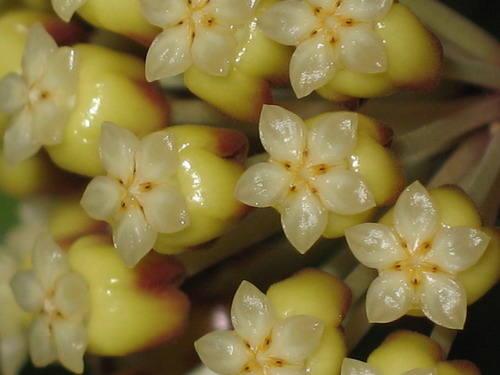 Hoya incrassata