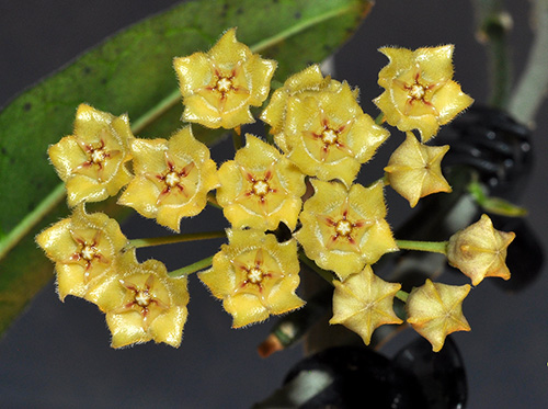 Hoya nuttiana