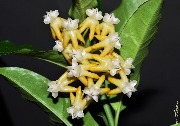 Hoya lockii yellow VN