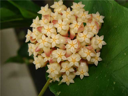 Hoya juannguoana