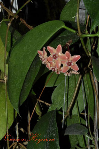 Hoya subcalva 