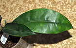 Hoya albiflora 