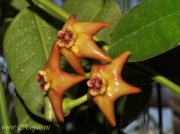 Eriostemma affine (syn. Hoya affinis)
