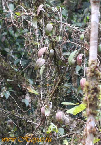 Hoya erythrostemma