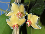 Hoya sangguensis
