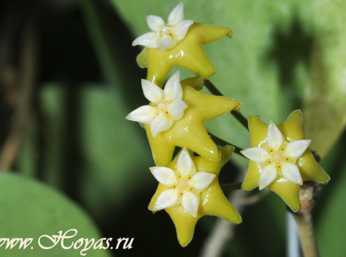 Hoya nicholsoniae