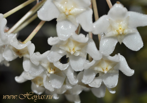 Hoya monetteae