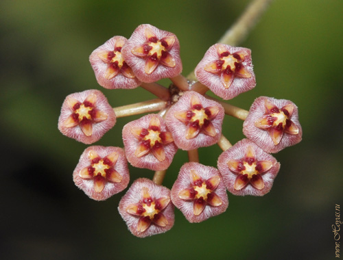 Hoya bakoensis