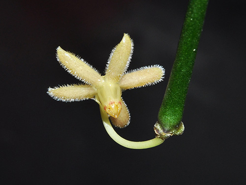 Hoya retrorsa