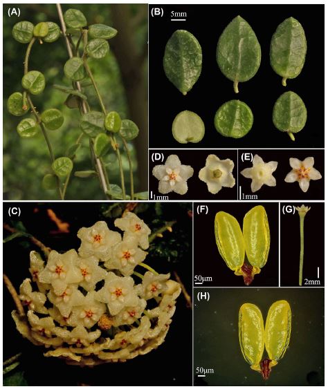 Hoya tengchongensis
