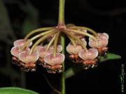 Hoya anncajanoae