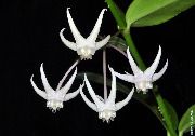 Hoya acuminata