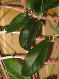 Hoya montana 