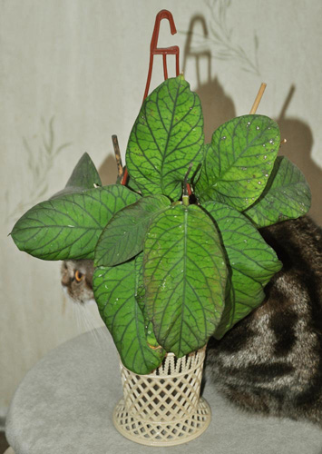 Hoya meredithii