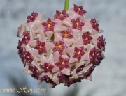 Hoya aldrichii
