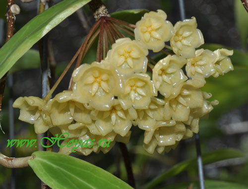 Hoya blashernaezii 