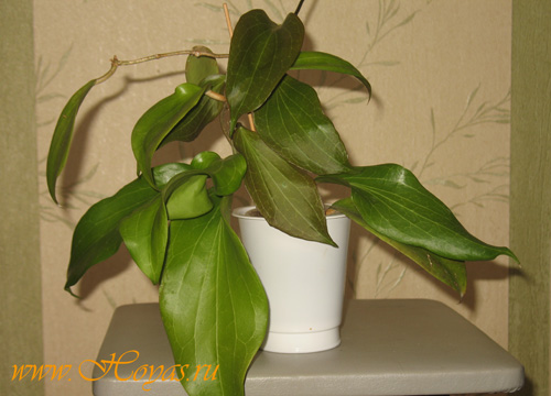 Hoya marginata 