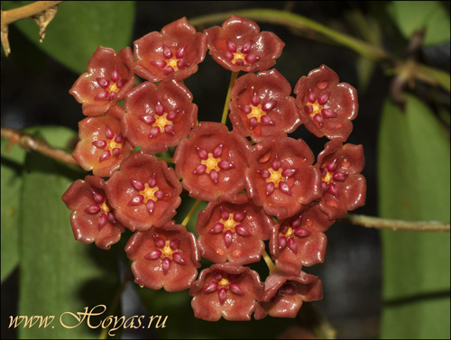 Hoya blashernaezii subsp. siariae 