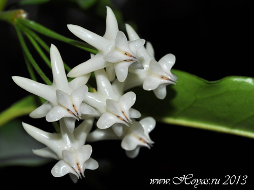 Hoya lockii
