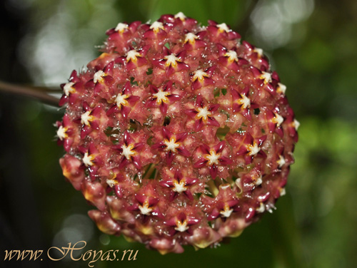 Hoya mindorensis