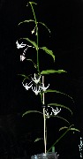 Hoya acuminata