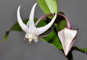 Hoya acuminata