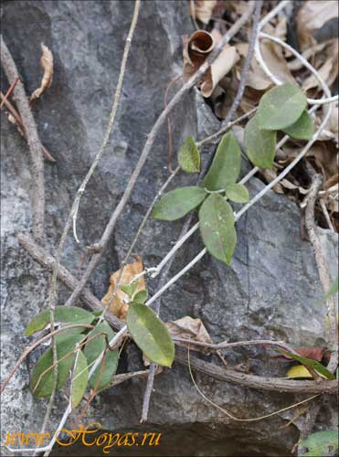 Hoya graveolens 
