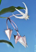Hoya acuminata