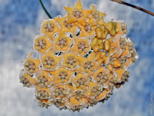 Hoya fraterna