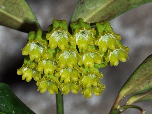 Hoya amicabilis