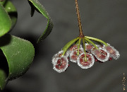 Hoya isabelchanae (Hoya sp. GPS 7-35)