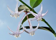 Hoya acuminata