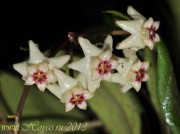 Hoya balansae