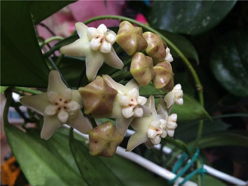 Hoya gaoligongensis 
