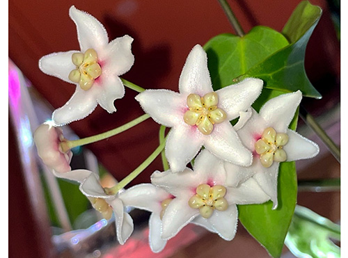 Hoya carrii