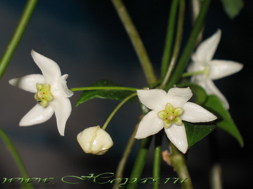 Hoya cembrae