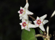 Hoya balansae