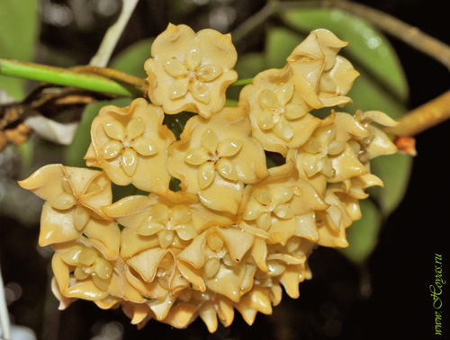 Hoya phyllura