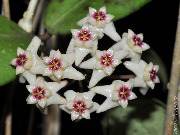 Hoya balansae